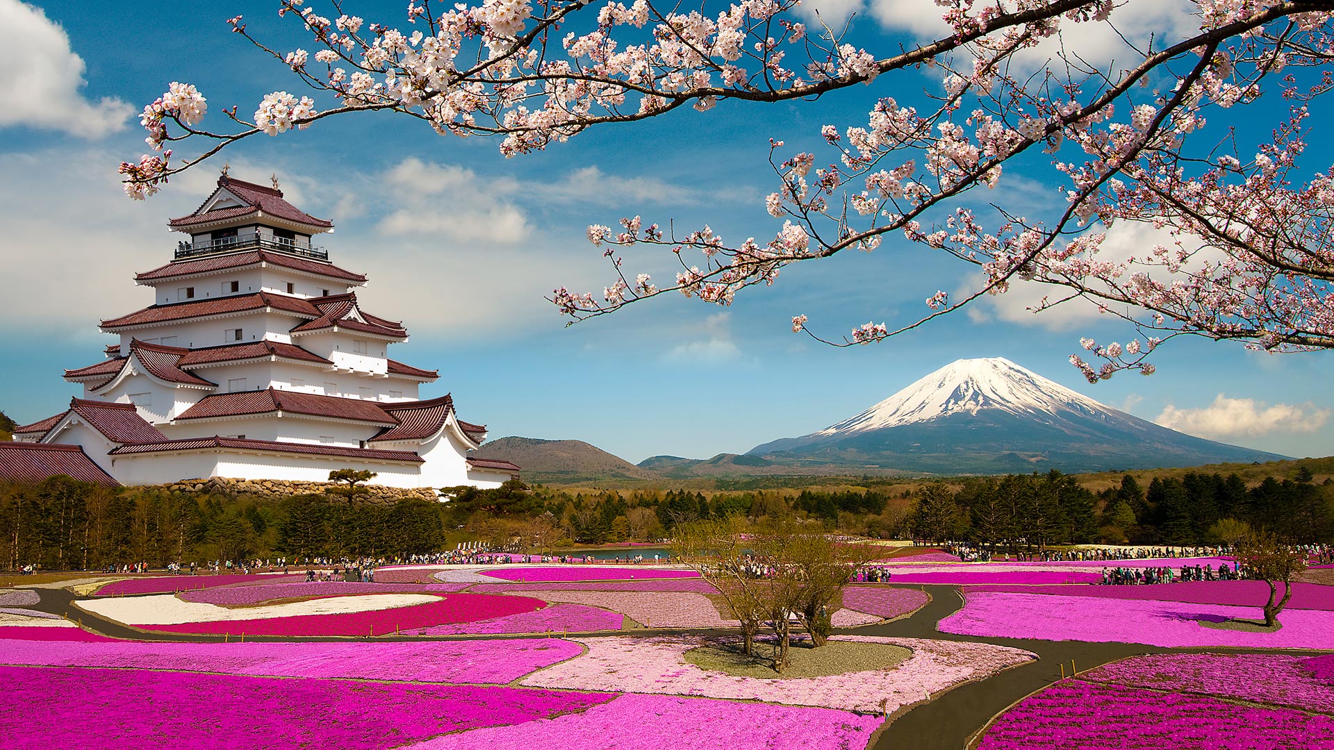 Cherry blossoms in Japan